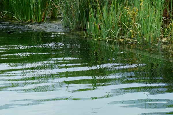 %titre de l'article% piscine naturelle